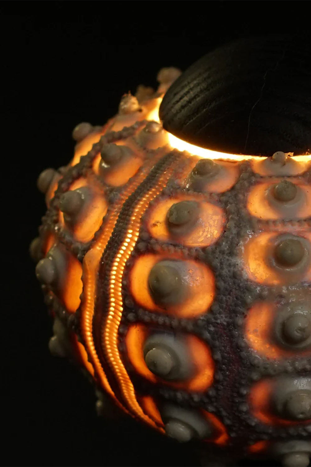 Sea Urchin Table Lamp